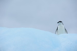 Chinstrap penguin on blue iceberg            